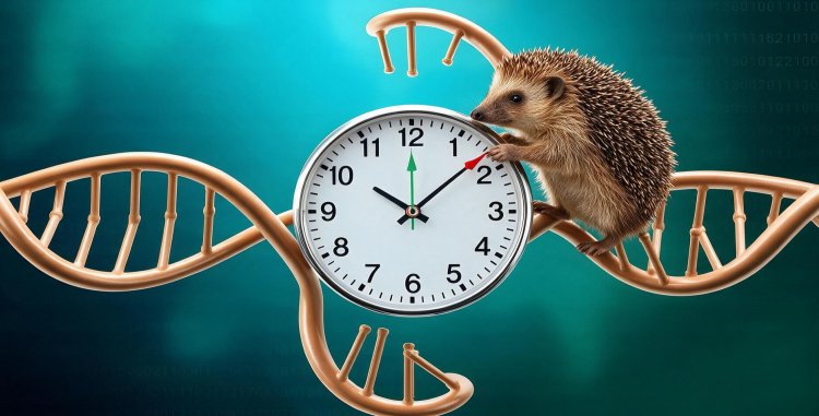 HEDGEHOG: МОЛЕКУЛЯРНЫЙ ДИРИЖЕР, УПРАВЛЯЮЩИЙ ВОЗРАСТОМ КЛЕТКИ